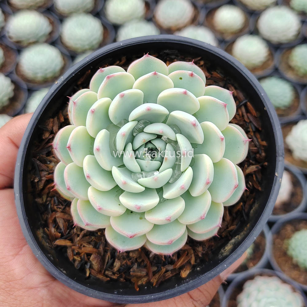 624. Echeveria Blue Minima Yellow Stripes - Image 4