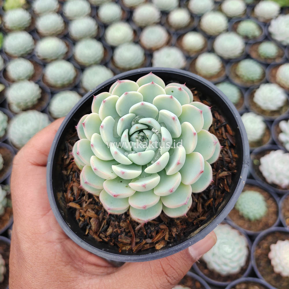 624. Echeveria Blue Minima Yellow Stripes - Image 5