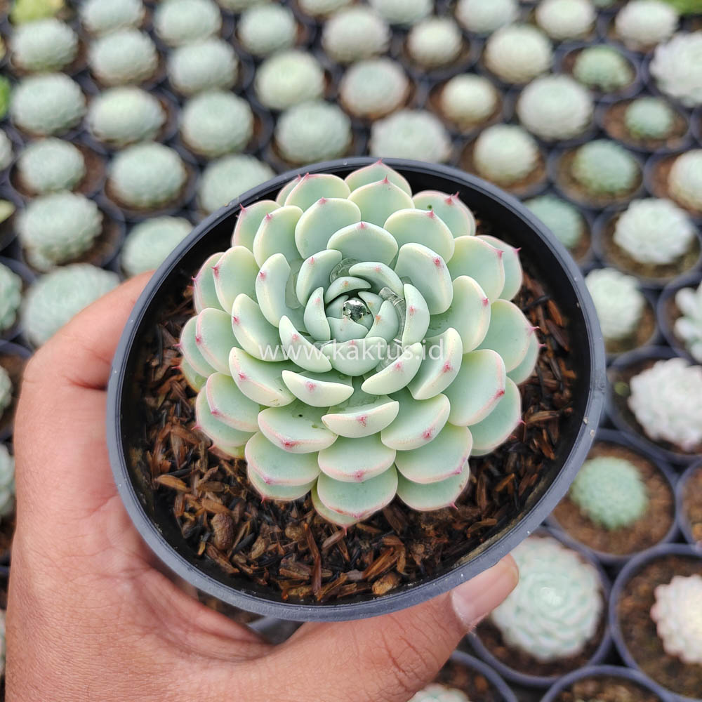 624. Echeveria Blue Minima Yellow Stripes - Image 6