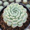 624. Echeveria Blue Minima Yellow Stripes