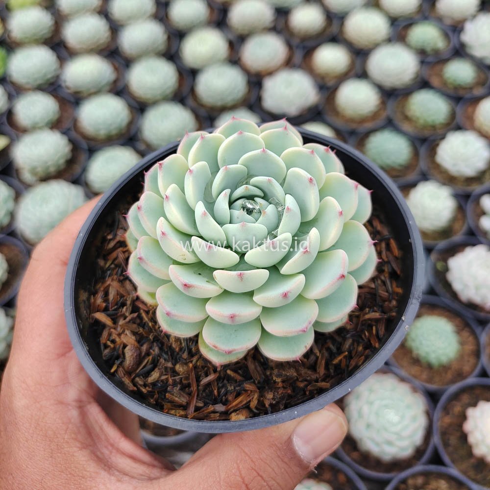 624. Echeveria Blue Minima Yellow Stripes - Image 8