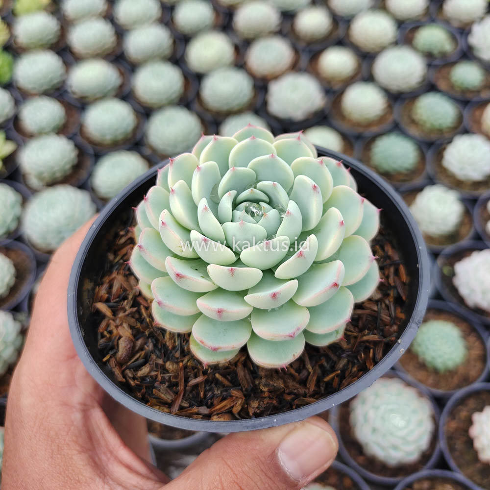 624. Echeveria Blue Minima Yellow Stripes - Image 3