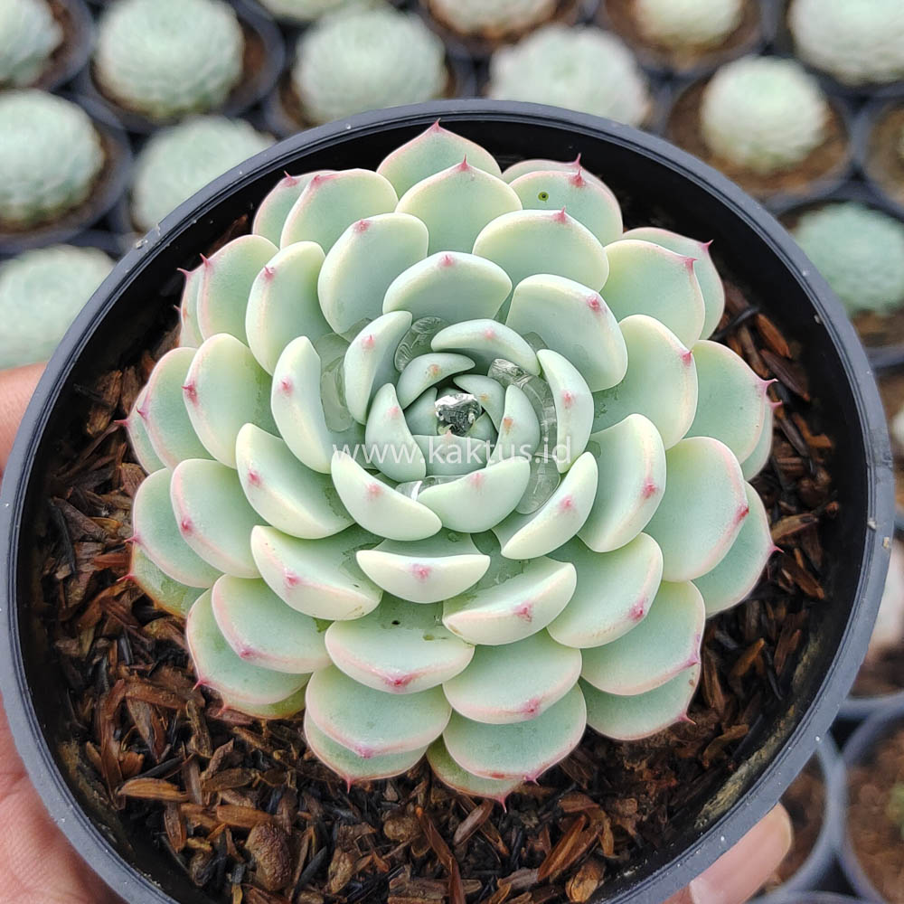 624. Echeveria Blue Minima Yellow Stripes - Image 2