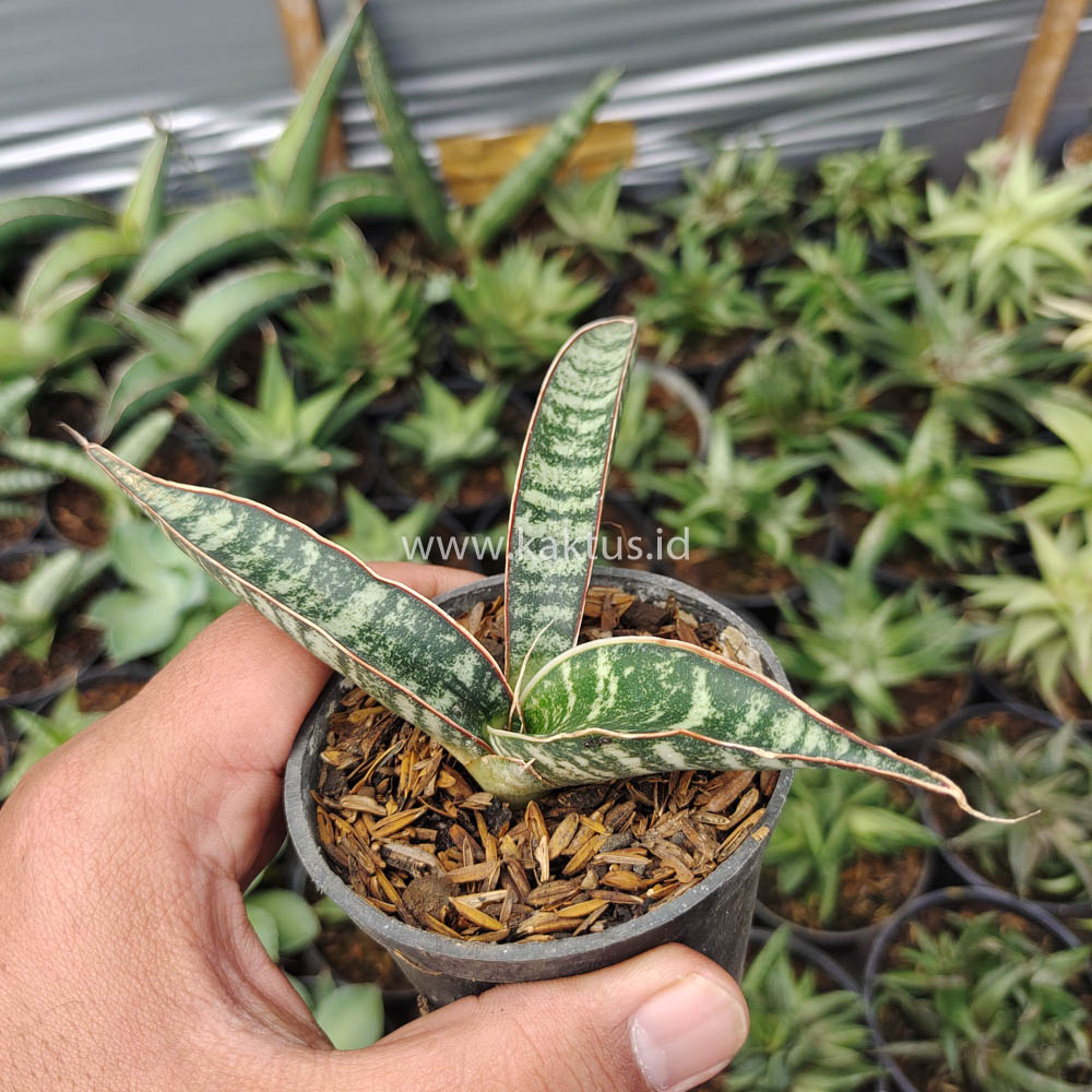 851. Sansevieria Fischeri - Image 3