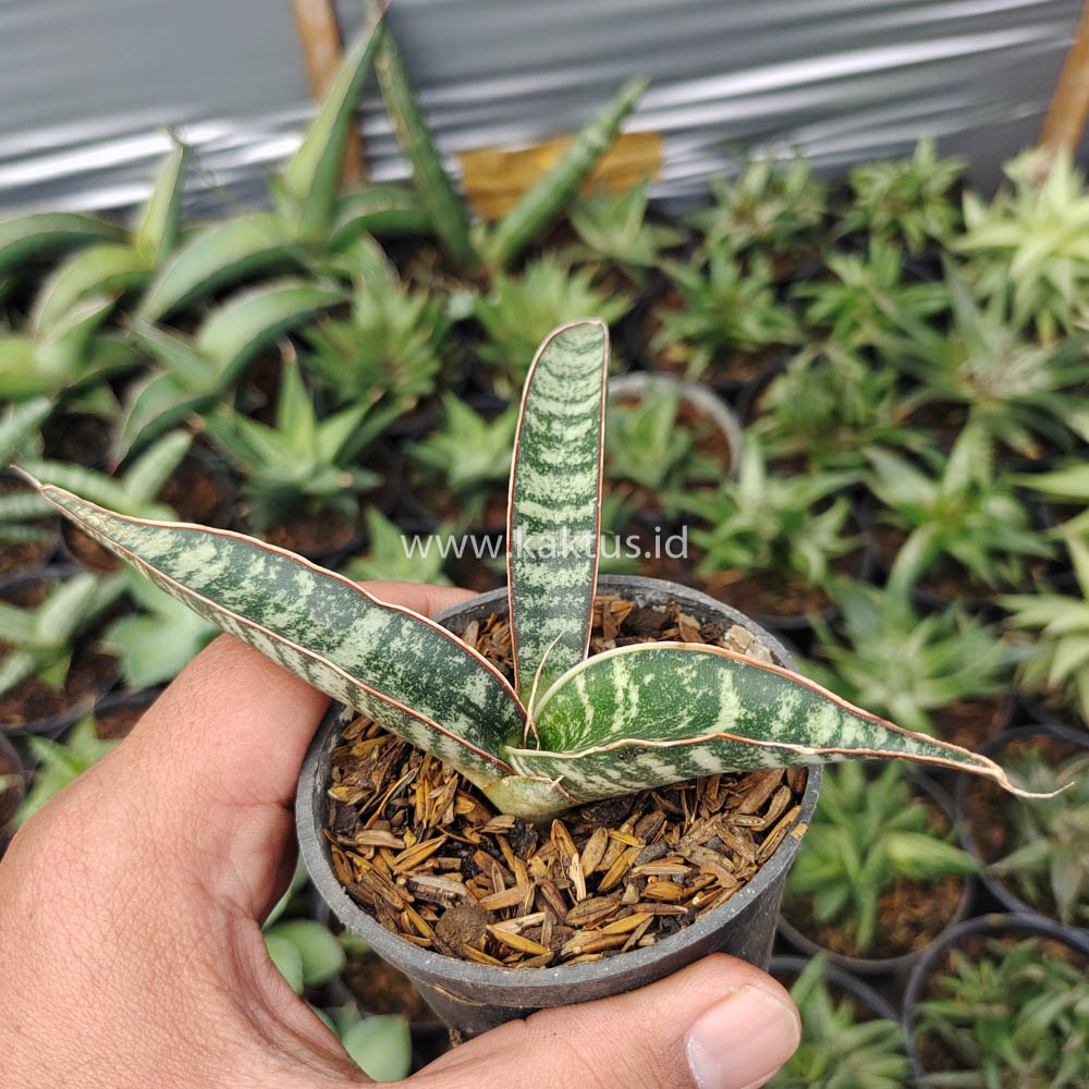 851. Sansevieria Fischeri