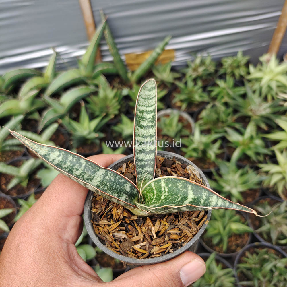 851. Sansevieria Fischeri - Image 5