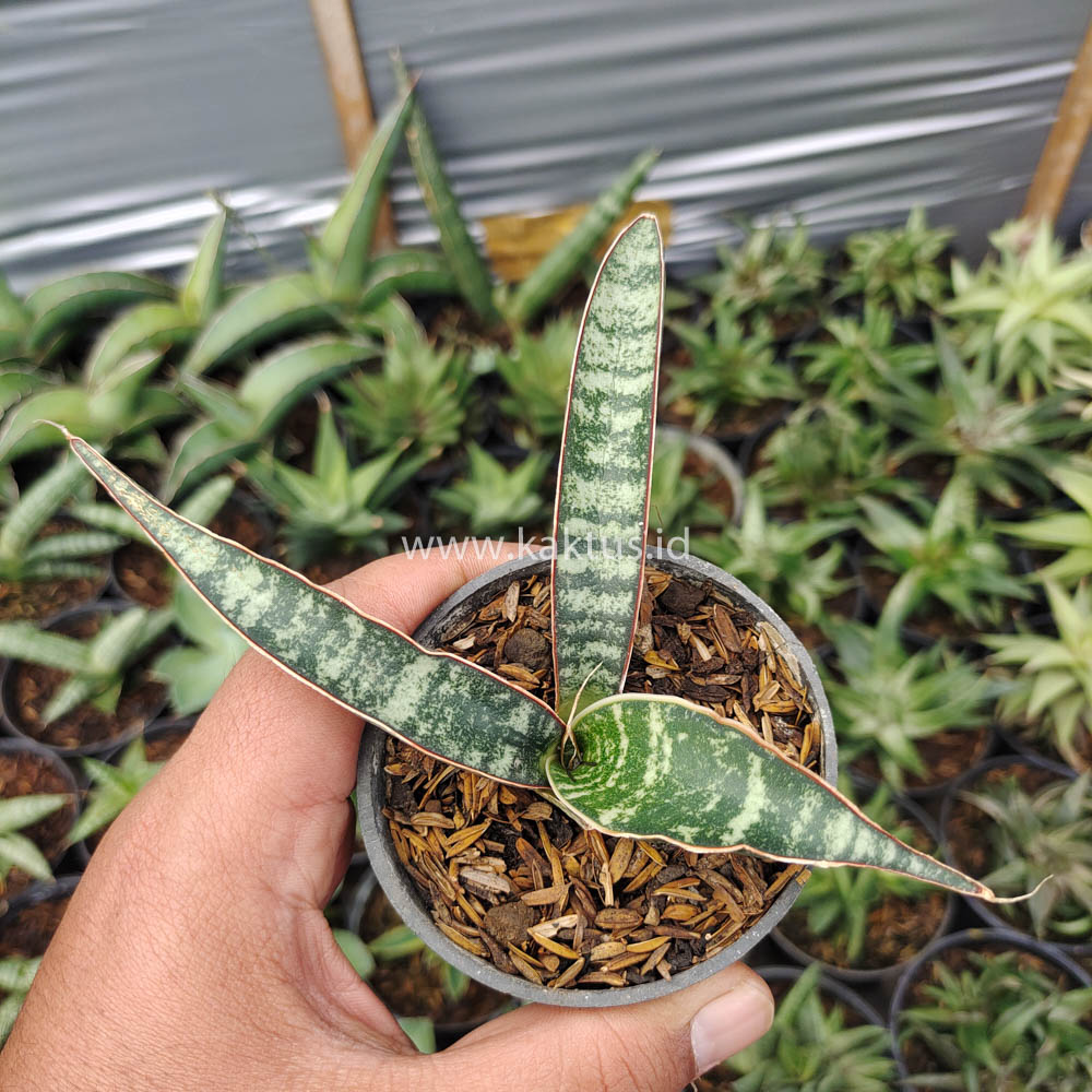 851. Sansevieria Fischeri - Image 6