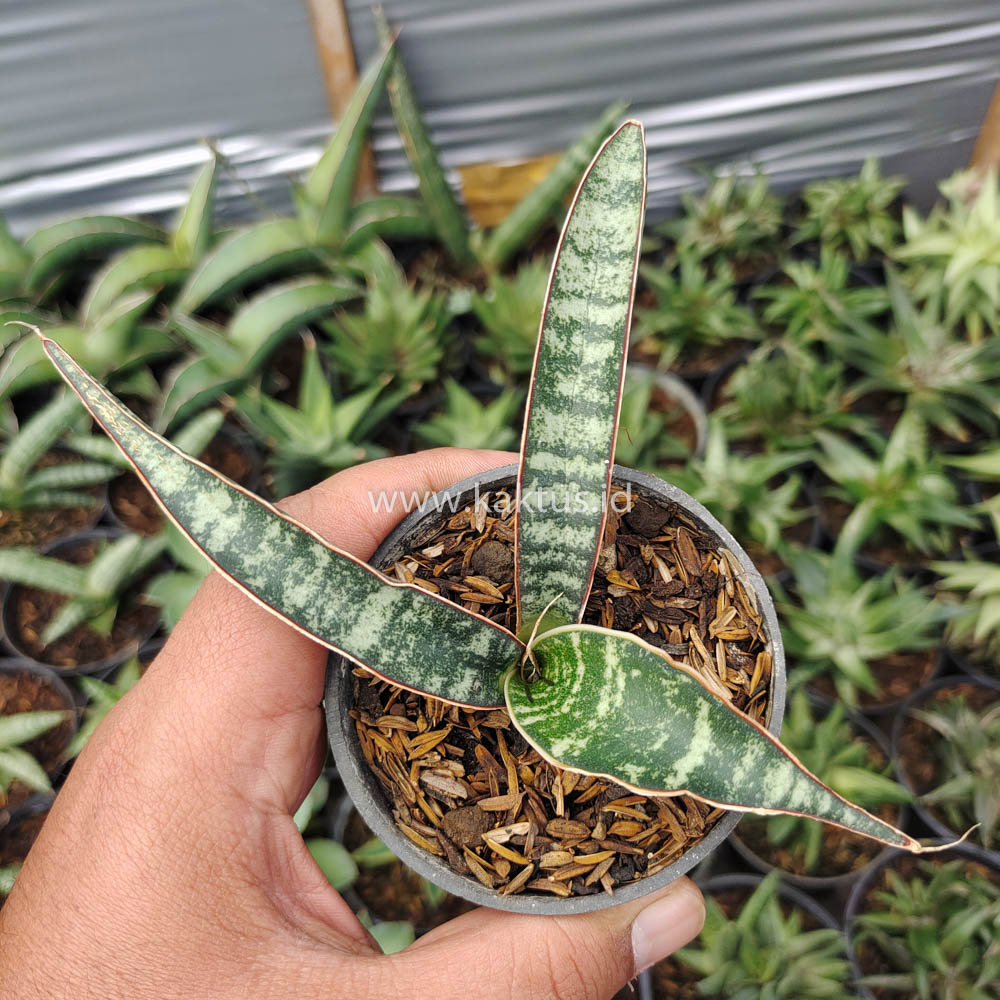 851. Sansevieria Fischeri - Image 7