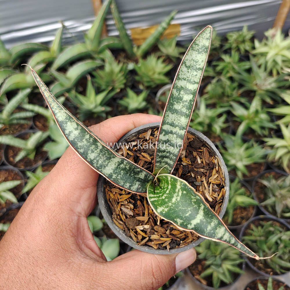 851. Sansevieria Fischeri - Image 8