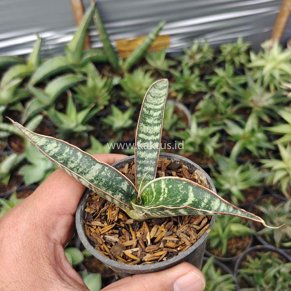 851. Sansevieria Fischeri - Image 2
