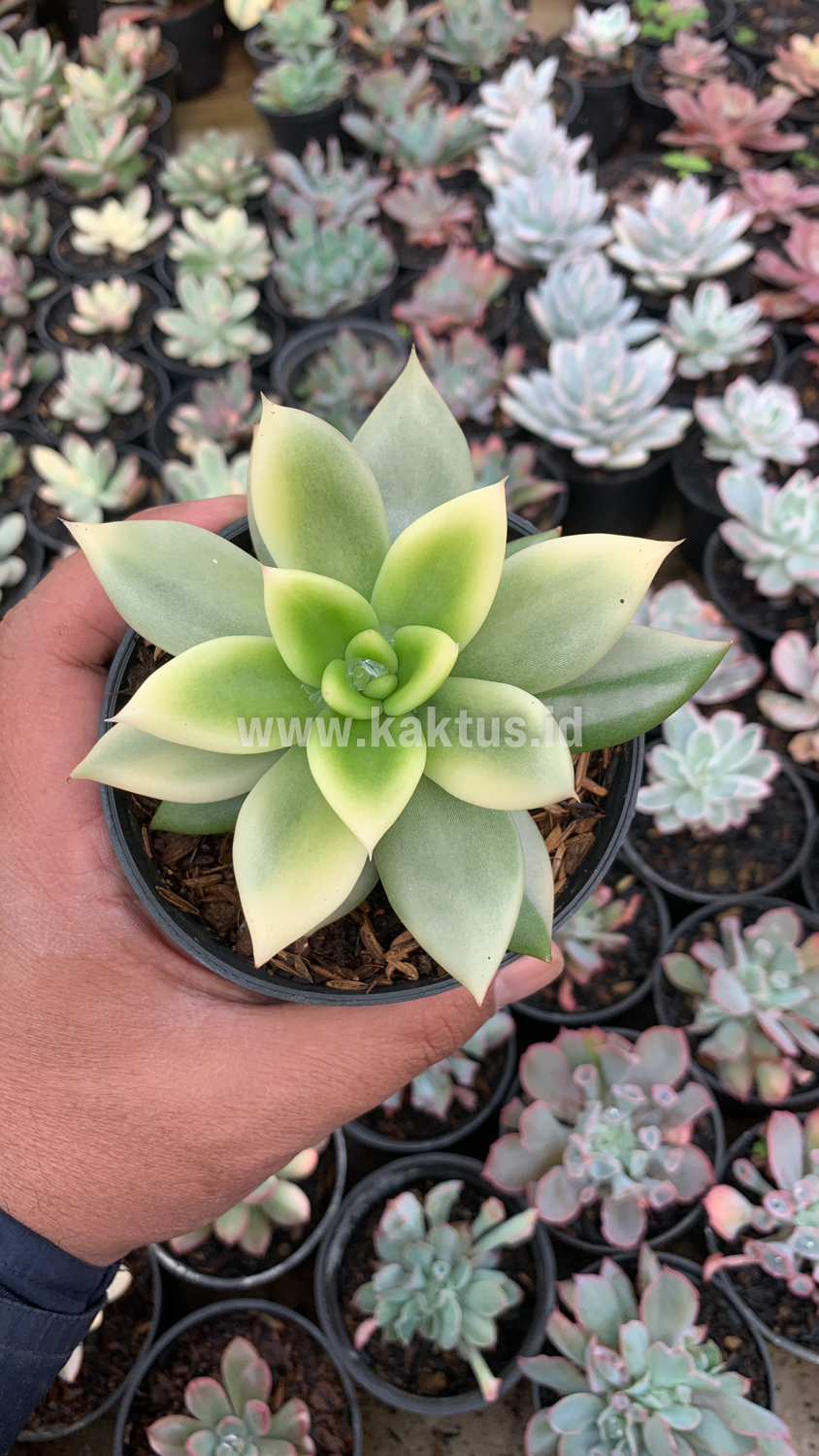 628. Echeveria Agavoides Ron Evans Variegated Size 12 Cm - Image 9