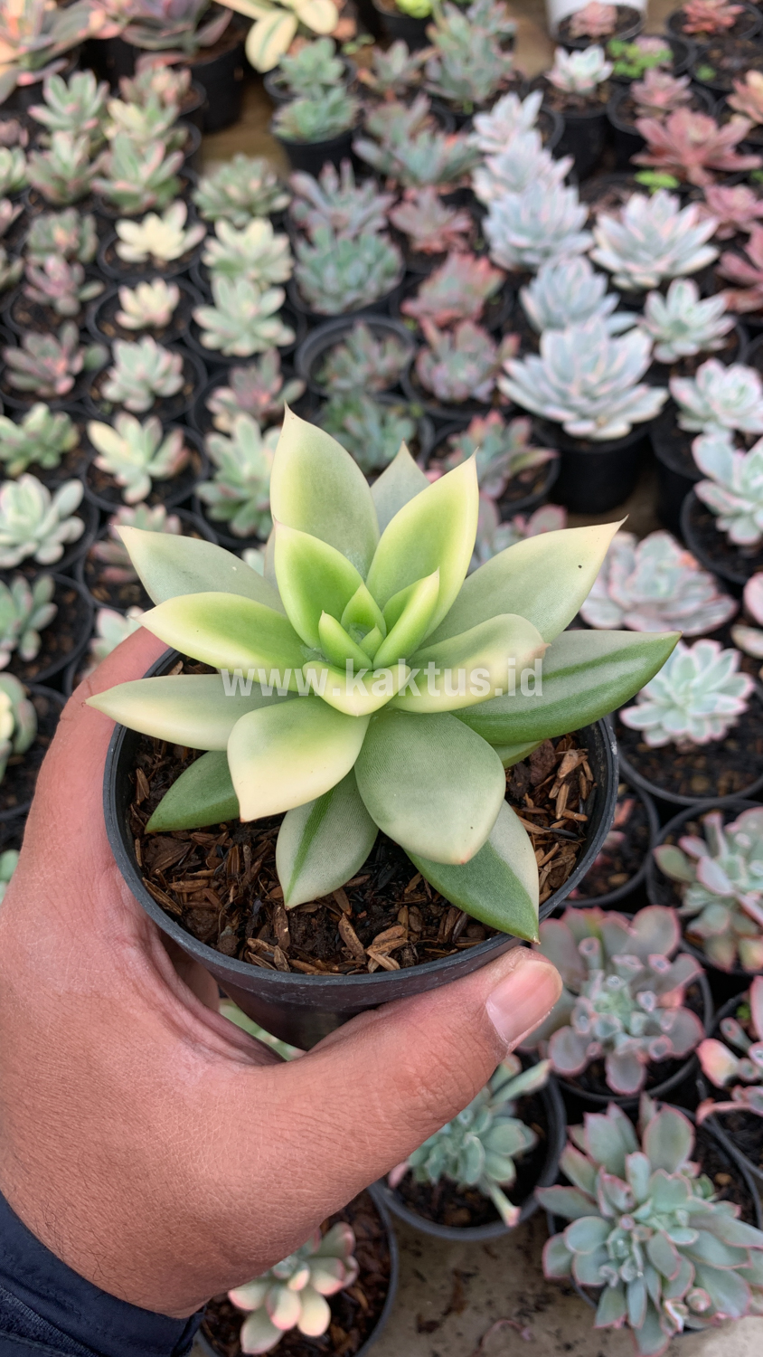 628. Echeveria Agavoides Ron Evans Variegated Size 12 Cm - Image 8