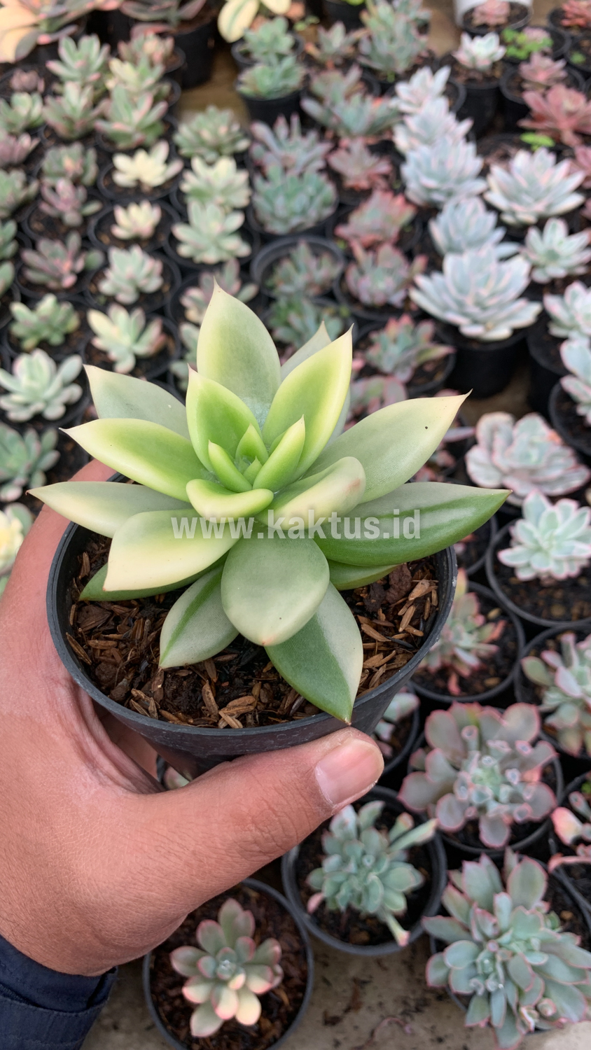 628. Echeveria Agavoides Ron Evans Variegated Size 12 Cm - Image 7