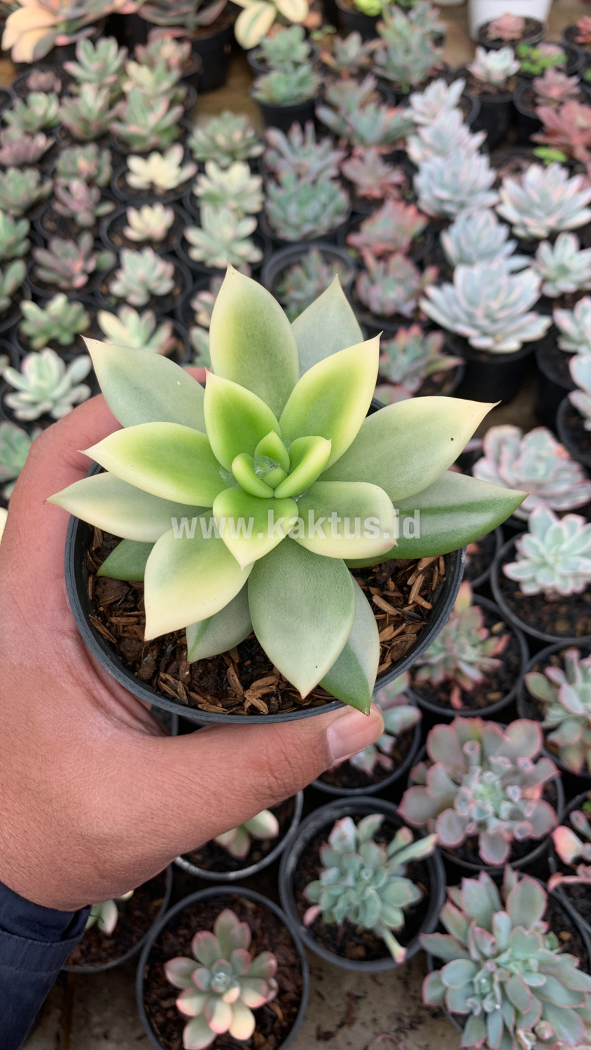 628. Echeveria Agavoides Ron Evans Variegated Size 12 Cm - Image 6