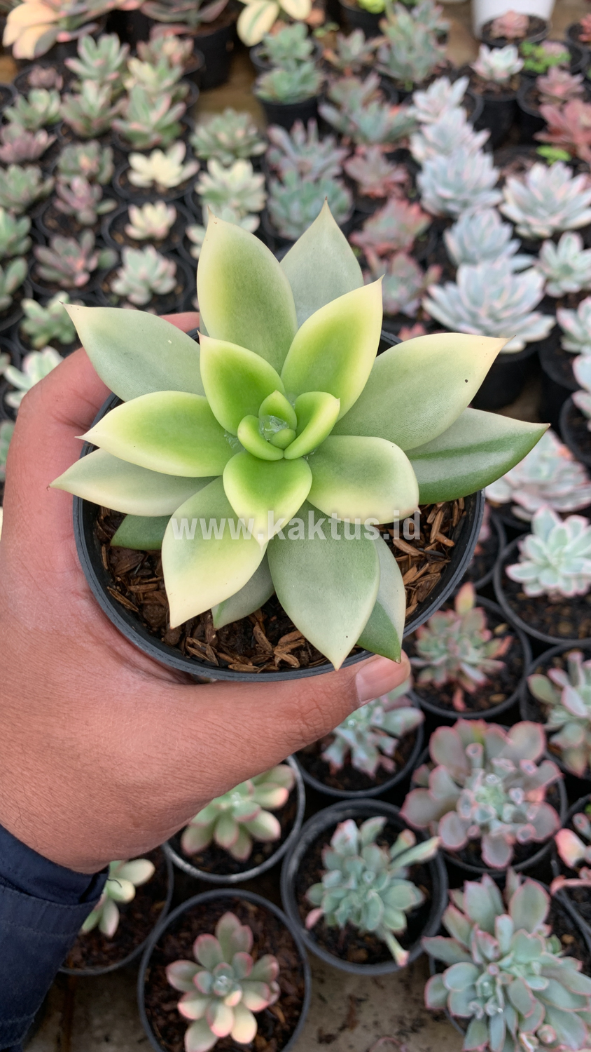 628. Echeveria Agavoides Ron Evans Variegated Size 12 Cm - Image 5