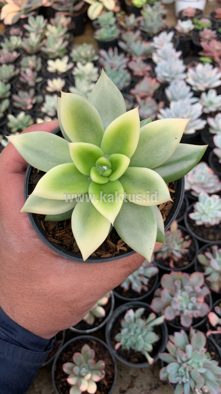 628. Echeveria Agavoides Ron Evans Variegated Size 12 Cm - Image 4