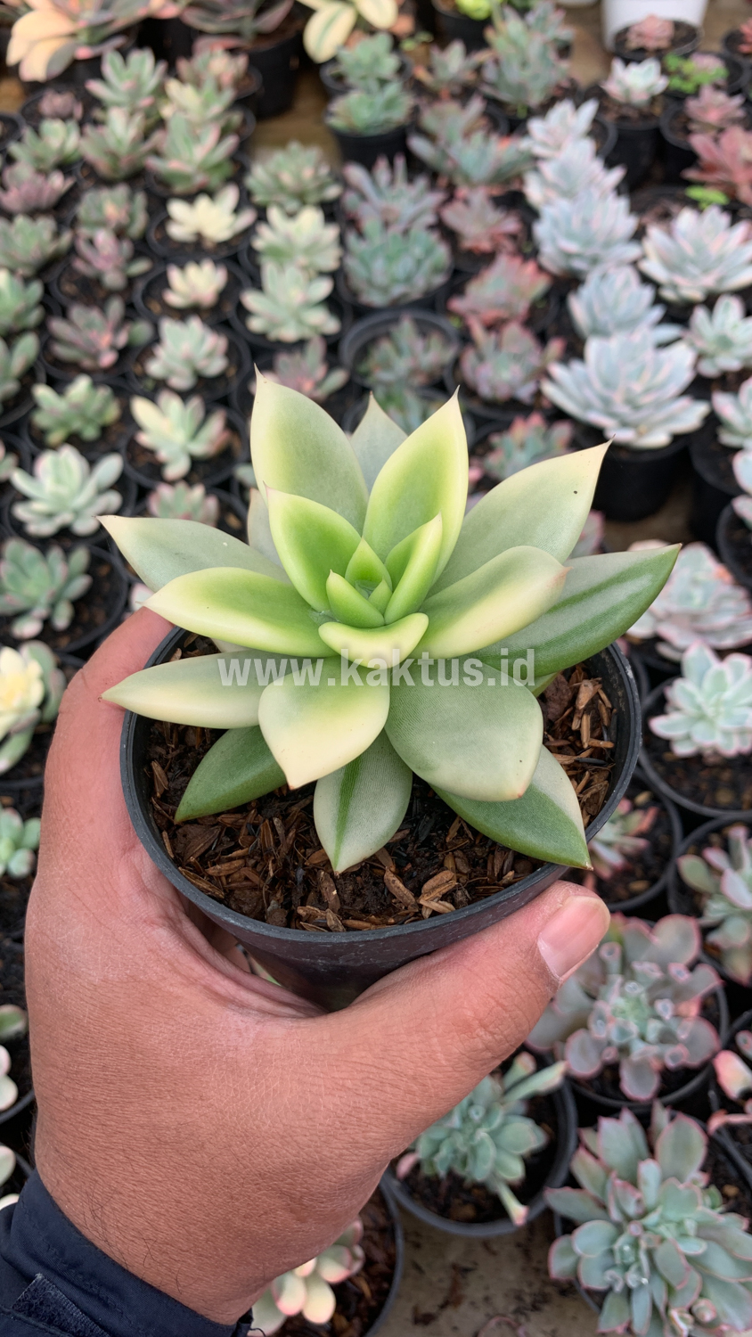 628. Echeveria Agavoides Ron Evans Variegated Size 12 Cm - Image 3