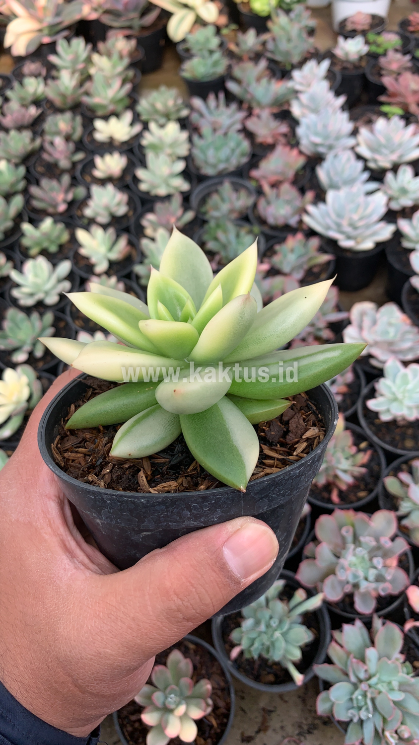 628. Echeveria Agavoides Ron Evans Variegated Size 12 Cm - Image 2