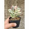 629. Crassula Ovata Succisa Trichotocephala Baksay Variegated