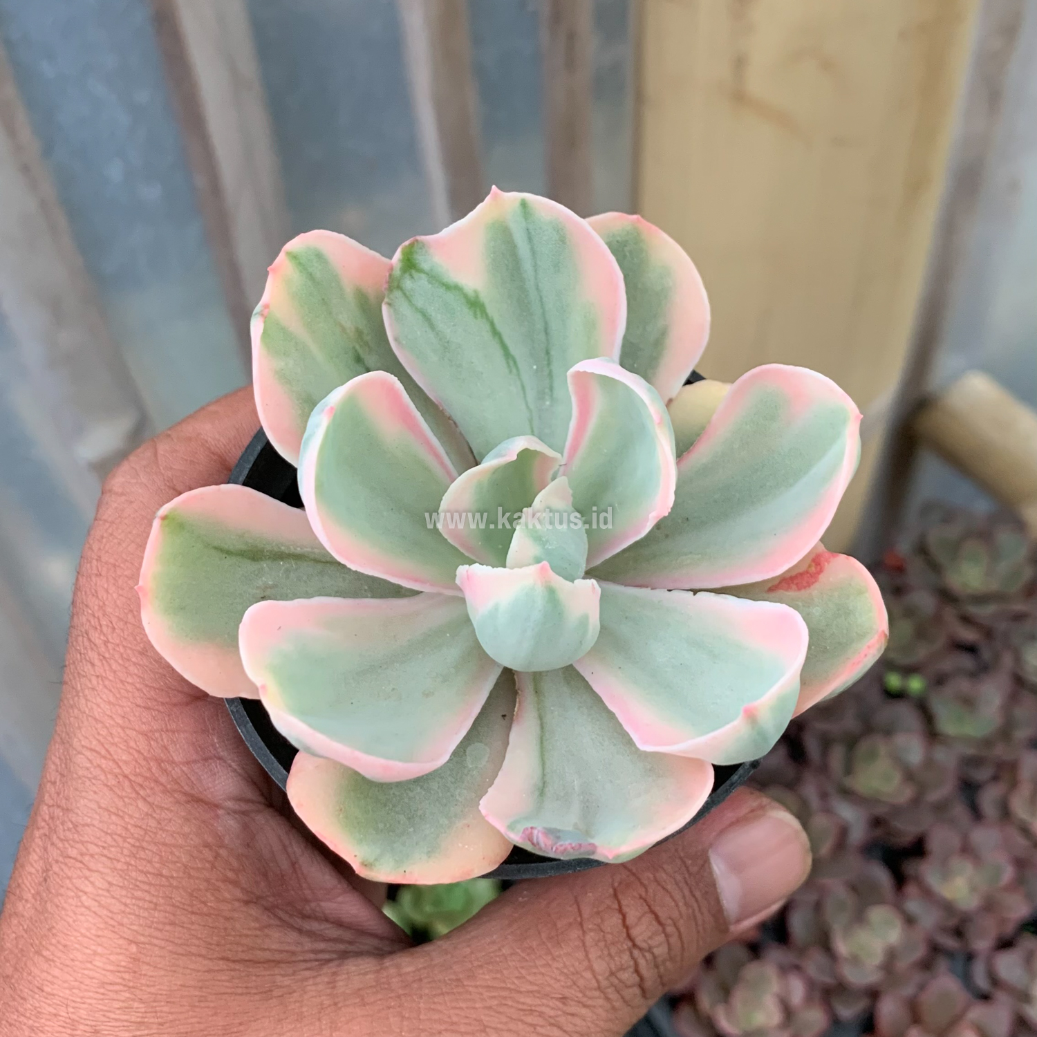 630. Echeveria Chantilly Pink Angel - Image 6