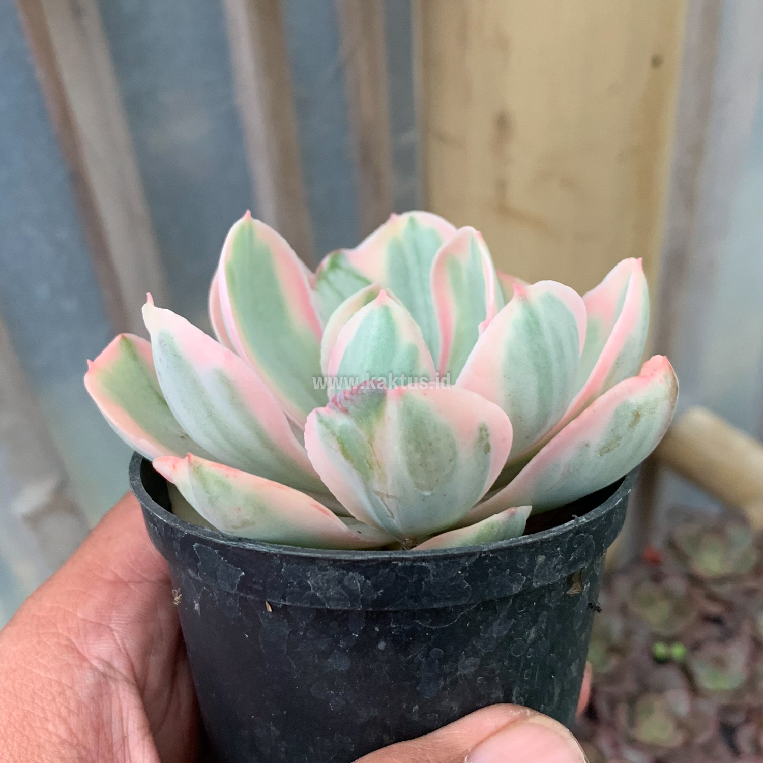 630. Echeveria Chantilly Pink Angel - Image 4