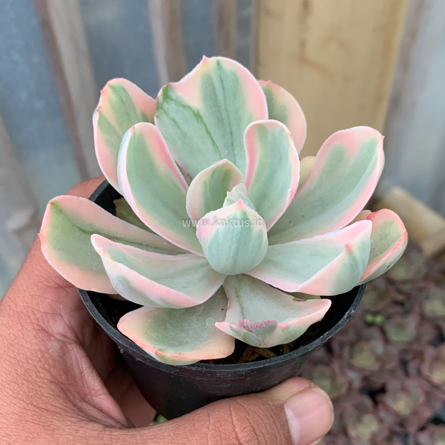 630. Echeveria Chantilly Pink Angel - Image 2
