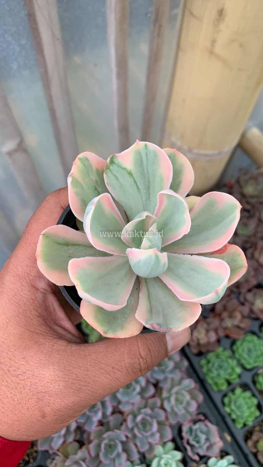 630. Echeveria Chantilly Pink Angel - Image 3