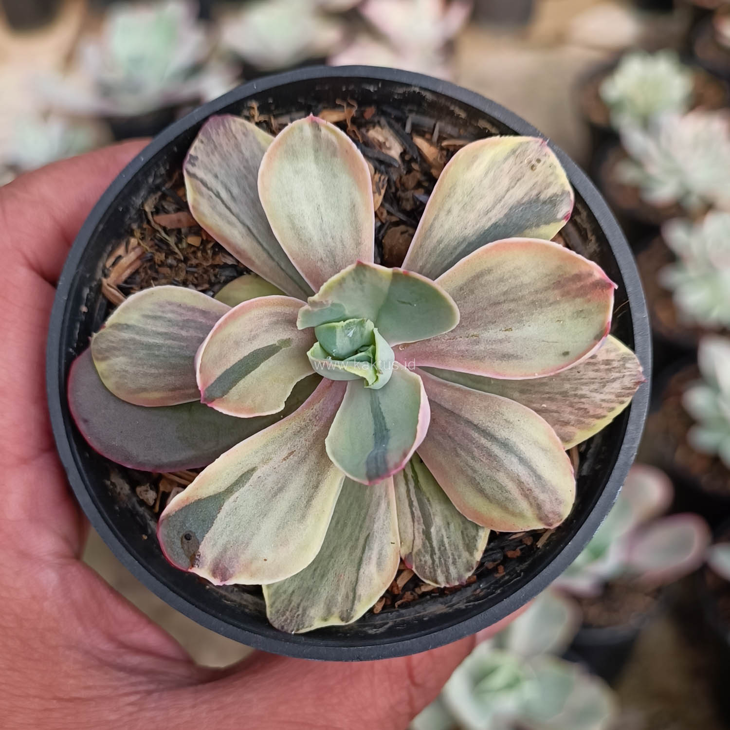 631. Echeveria Chantilly Chlorophyll