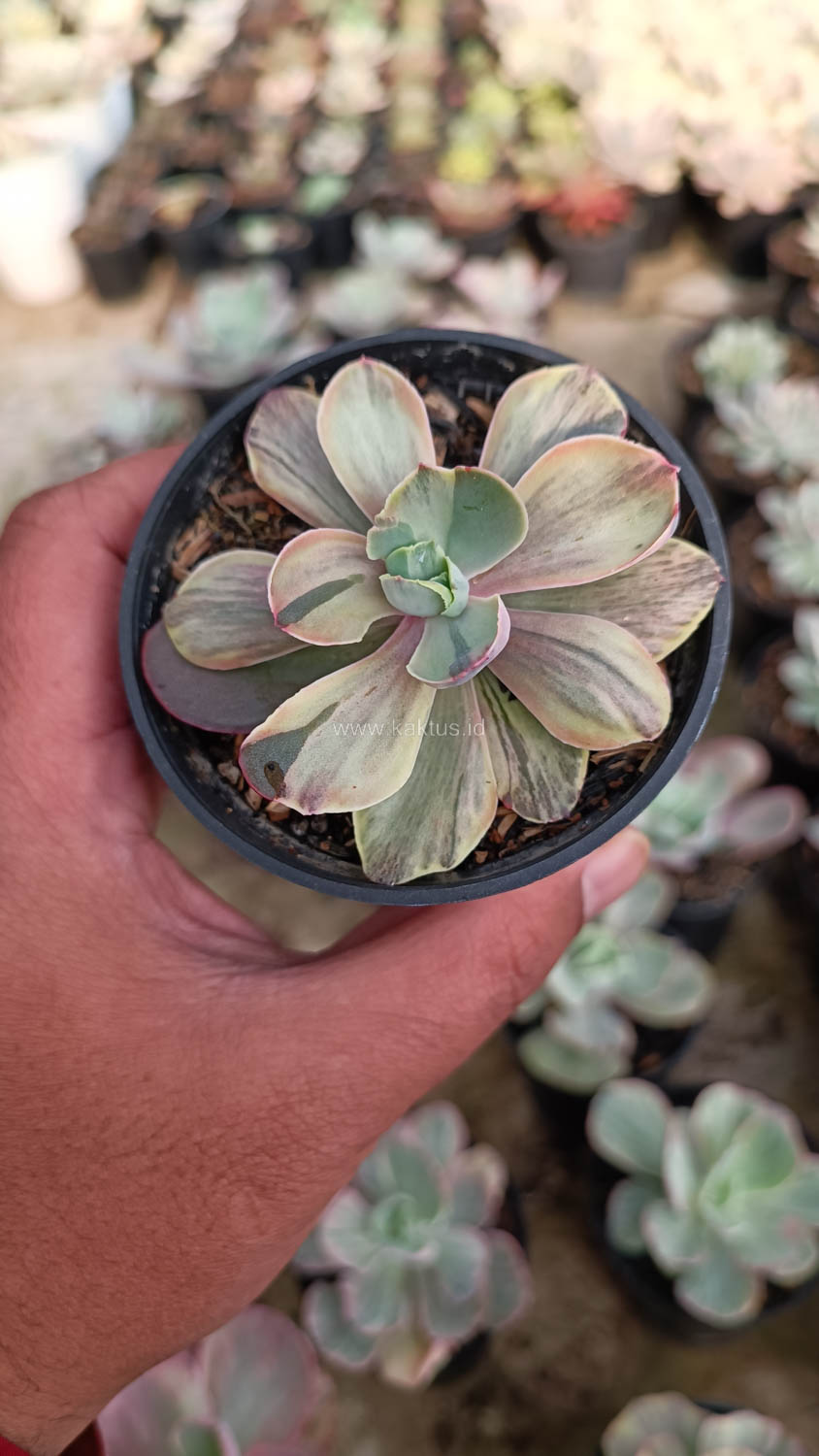 631. Echeveria Chantilly Chlorophyll - Image 4