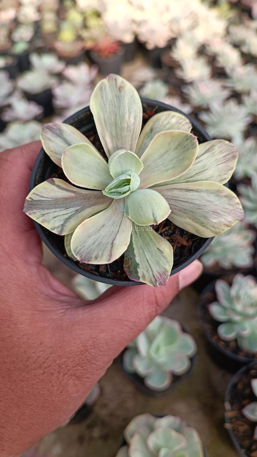 631. Echeveria Chantilly Chlorophyll - Image 19