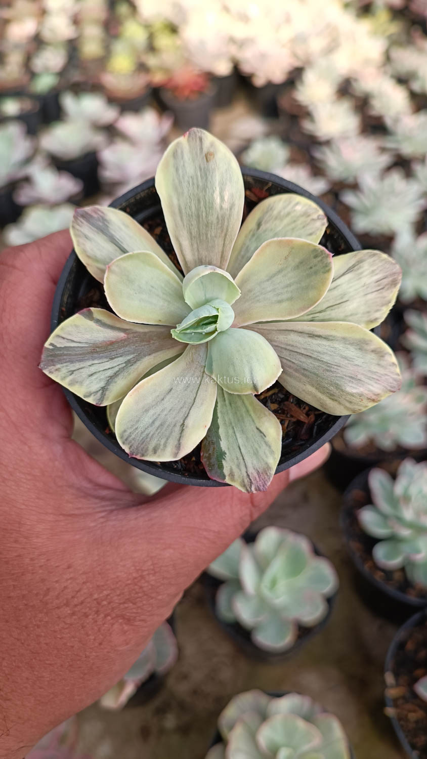 631. Echeveria Chantilly Chlorophyll - Image 8
