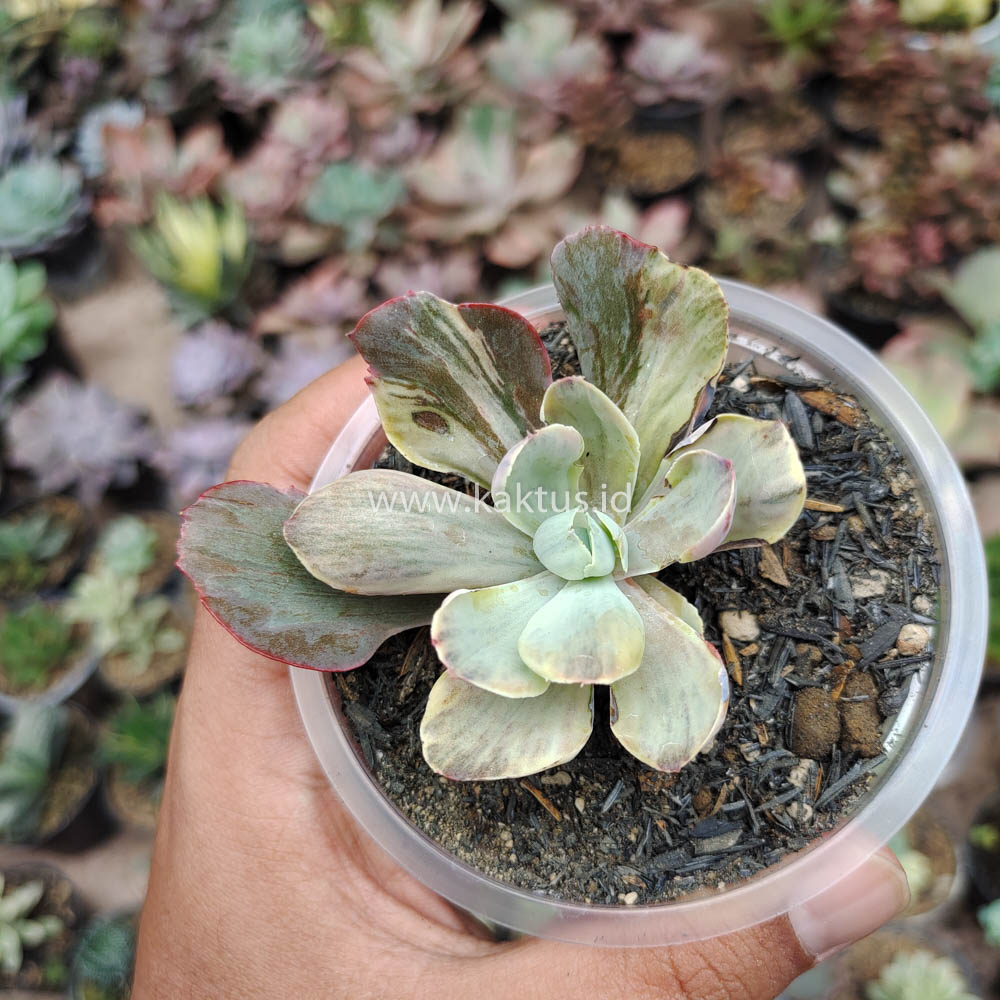 631. Echeveria Chantilly Chlorophyll - Image 5