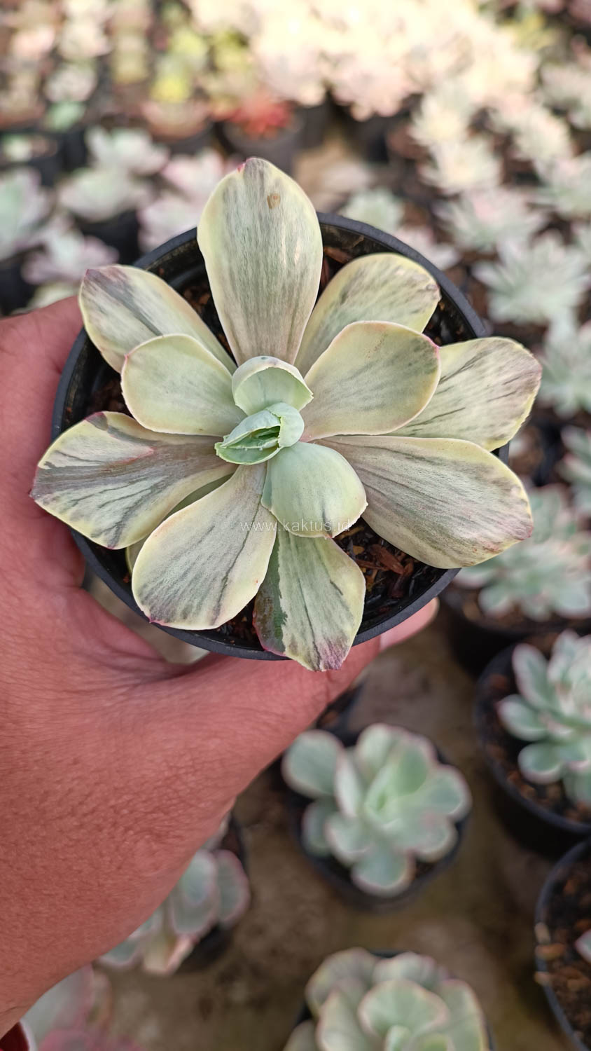 631. Echeveria Chantilly Chlorophyll - Image 18