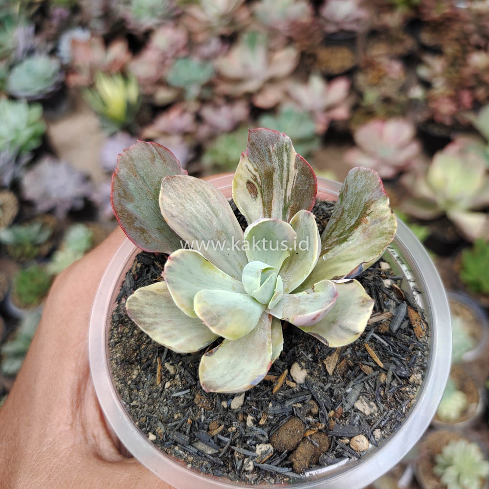 631. Echeveria Chantilly Chlorophyll - Image 7
