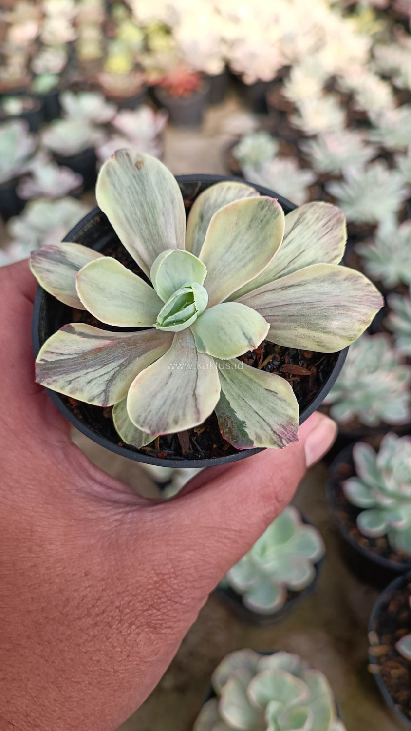 631. Echeveria Chantilly Chlorophyll - Image 17