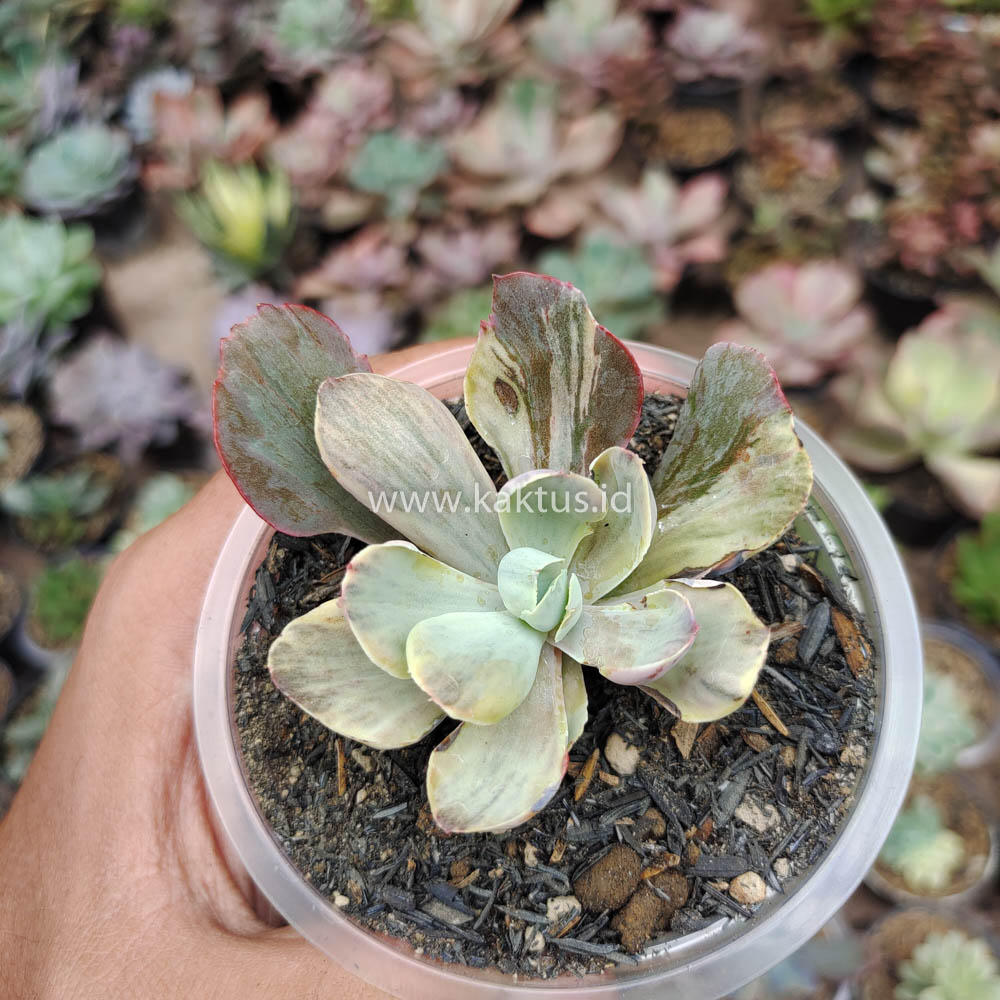 631. Echeveria Chantilly Chlorophyll - Image 10
