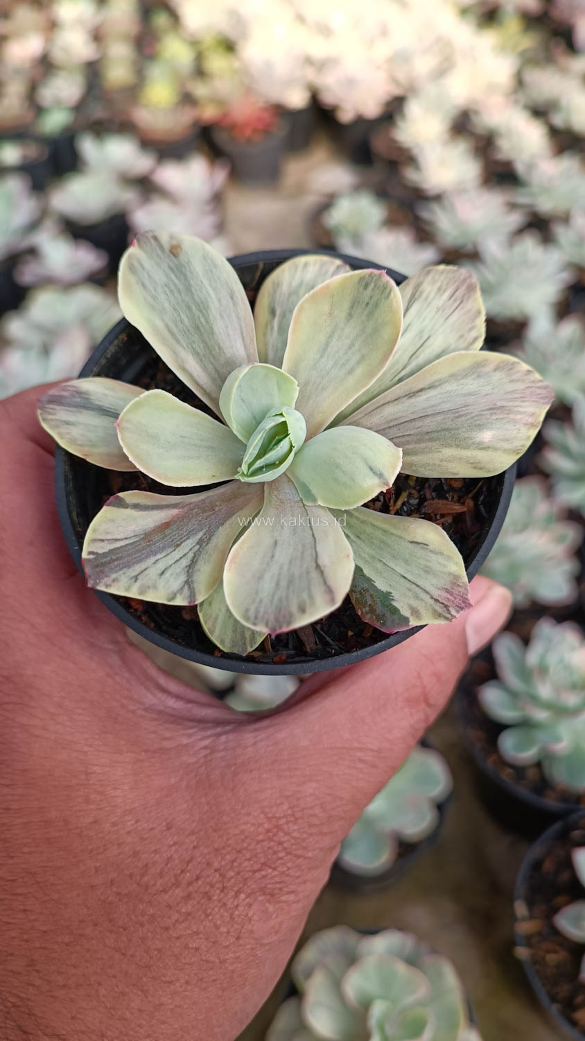 631. Echeveria Chantilly Chlorophyll - Image 13