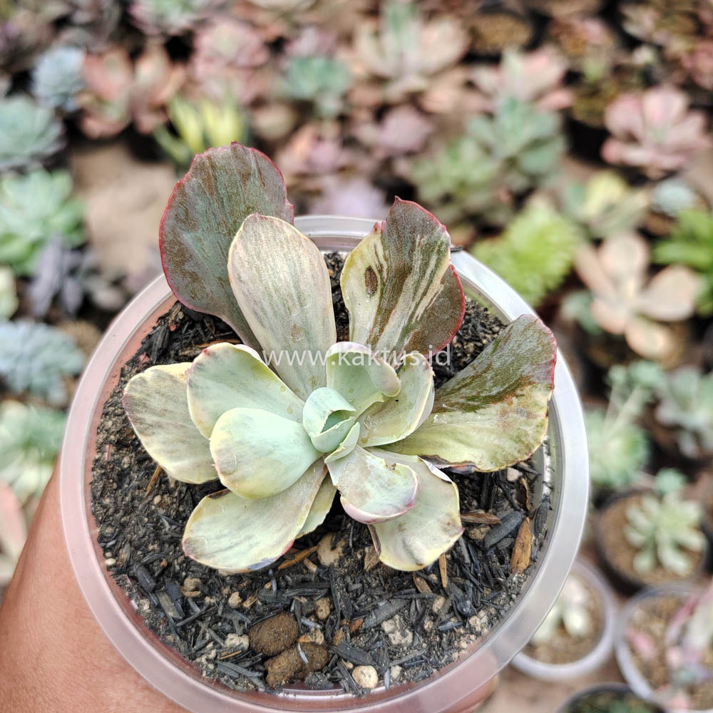 631. Echeveria Chantilly Chlorophyll - Image 12