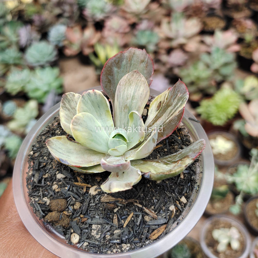 631. Echeveria Chantilly Chlorophyll - Image 14