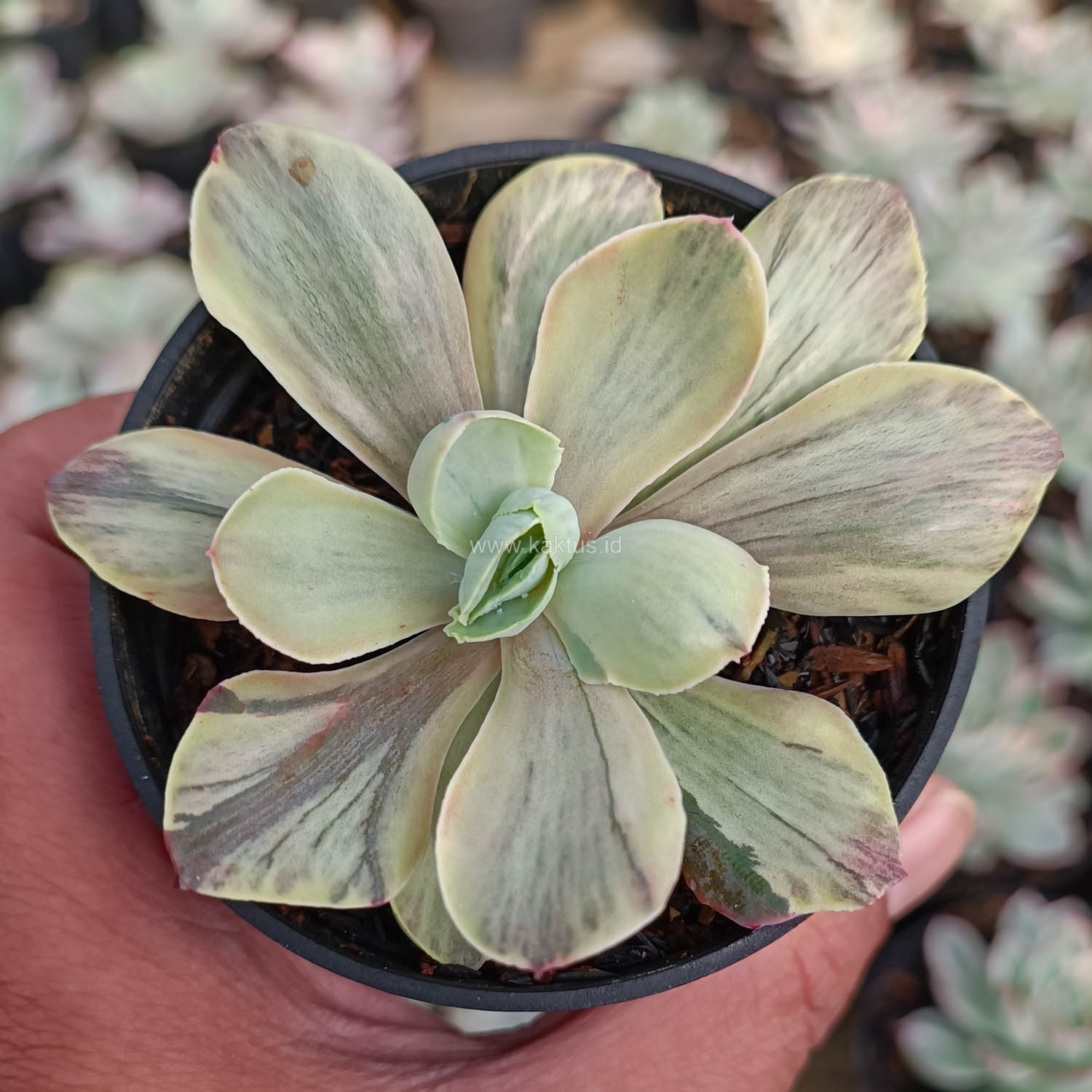 631. Echeveria Chantilly Chlorophyll - Image 2