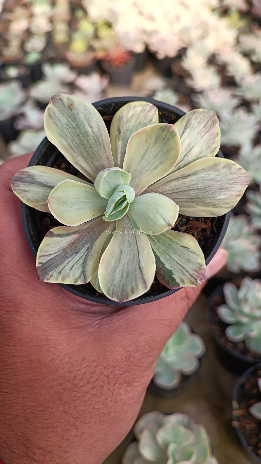 631. Echeveria Chantilly Chlorophyll - Image 11