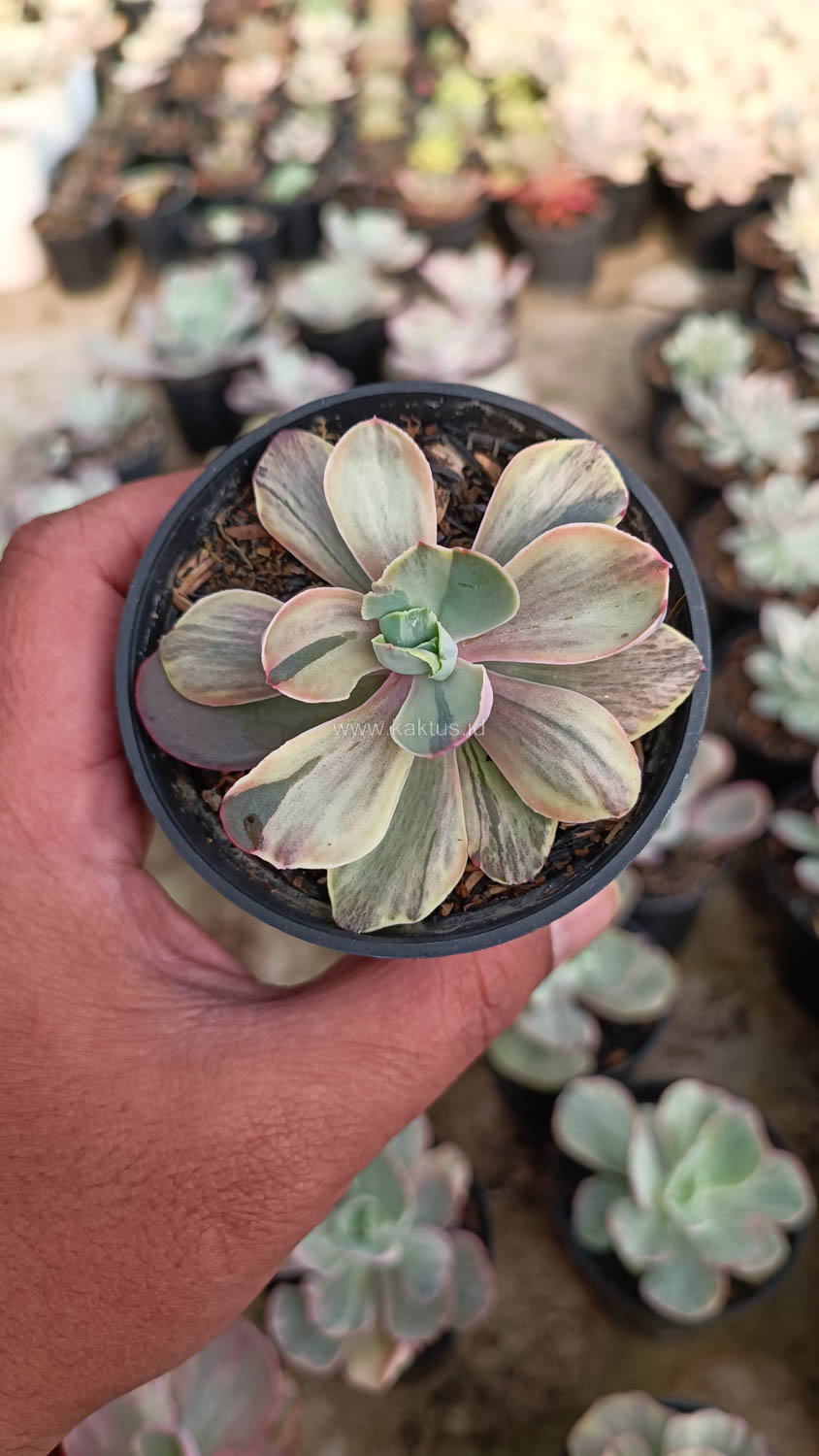 631. Echeveria Chantilly Chlorophyll - Image 16