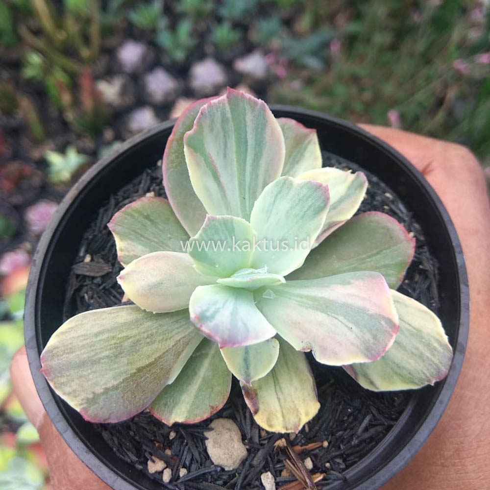 631. Echeveria Chantilly Chlorophyll - Image 15