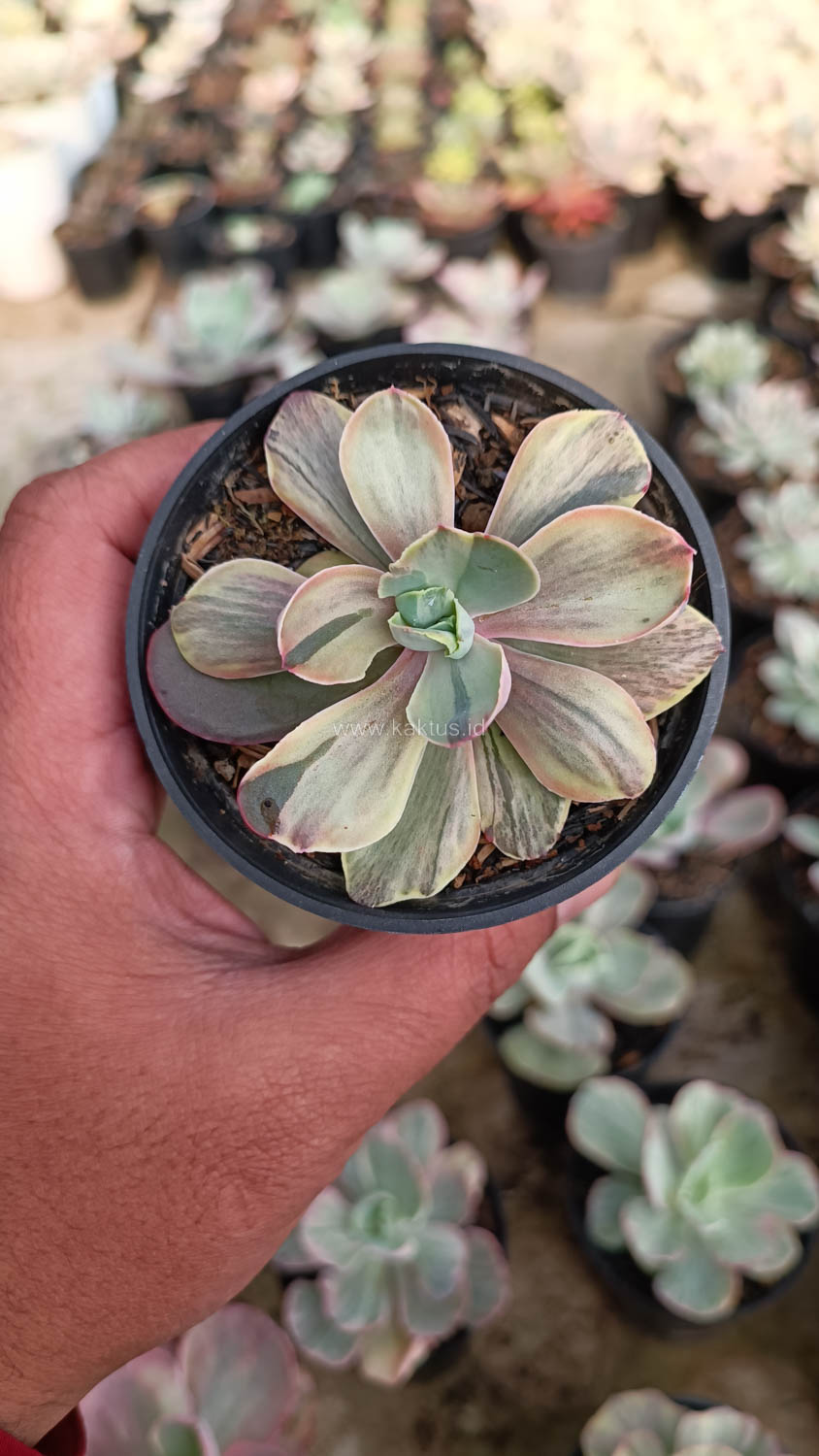 631. Echeveria Chantilly Chlorophyll - Image 9