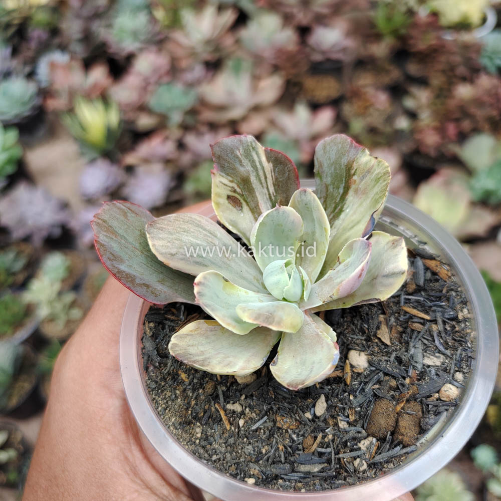 631. Echeveria Chantilly Chlorophyll - Image 3