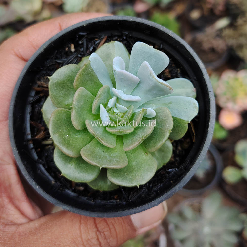 634. Echeveria Cubic Frost Hybrid - Image 3