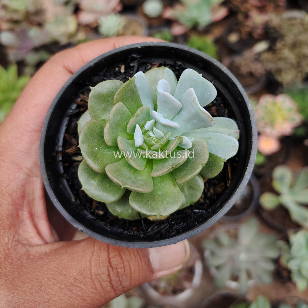 634. Echeveria Cubic Frost Hybrid - Image 4