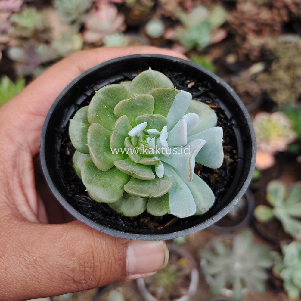 634. Echeveria Cubic Frost Hybrid - Image 6