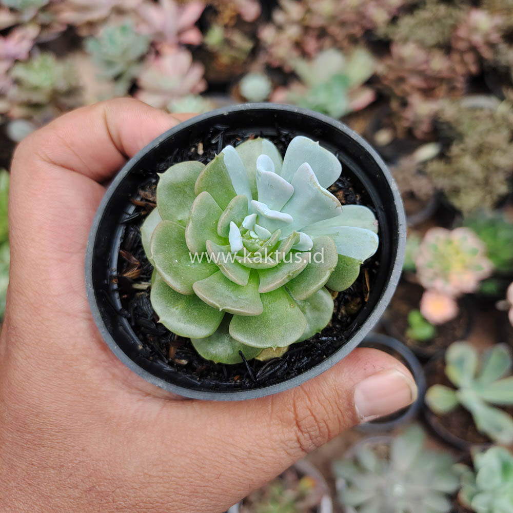 634. Echeveria Cubic Frost Hybrid - Image 7