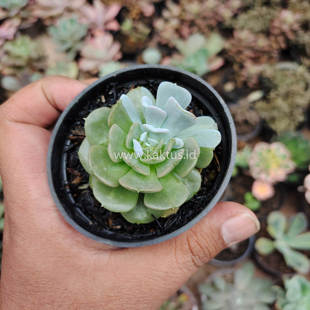 634. Echeveria Cubic Frost Hybrid - Image 8